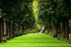 the-natural-summer-forest-green-grass-path_1920x1200